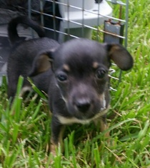 Medium Photo #1 Chihuahua-Unknown Mix Puppy For Sale in Missouri City, TX, USA