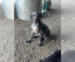 Australian Shepherd-Unknown Mix Dogs for adoption in Linton, IN, USA
