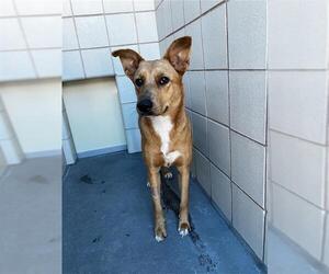 Black Mouth Cur-Unknown Mix Dogs for adoption in Corpus Christi, TX, USA