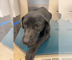 Labrador Retriever-Unknown Mix Dogs for adoption in Mobile, AL, USA