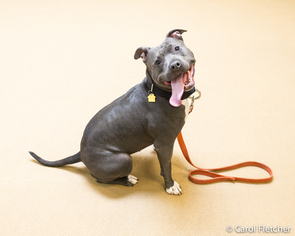 Staffordshire Bull Terrier-Unknown Mix Dogs for adoption in Crete, IL, USA