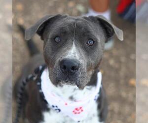 American Staffordshire Terrier-Unknown Mix Dogs for adoption in San Antonio, TX, USA