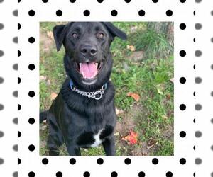 Labrador Retriever-Unknown Mix Dogs for adoption in Bellbrook, OH, USA