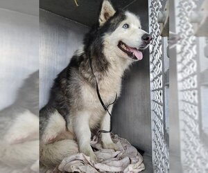 Alaskan Malamute Dogs for adoption in San Antonio, TX, USA