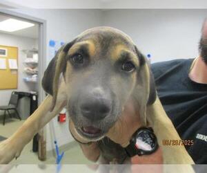 Catahoula Leopard Dog-Unknown Mix Dogs for adoption in Oklahoma City, OK, USA