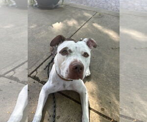 American Pit Bull Terrier-Unknown Mix Dogs for adoption in Fort Collins, CO, USA