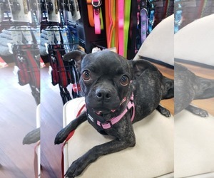 Medium Photo #1 Buggs Puppy For Sale in Wilmington, DE, USA