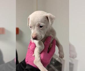 Mutt Dogs for adoption in Bakersfield, CA, USA