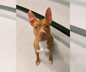 American Bulldog-Unknown Mix Dogs for adoption in Toronto, Ontario, Canada