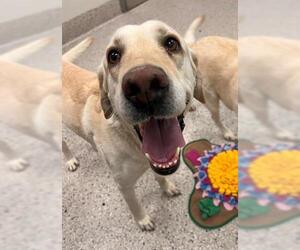 Labrador Retriever Dogs for adoption in Brighton, CO, USA