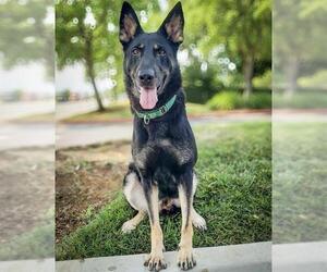 German Shepherd Dog Dogs for adoption in Sacramento, CA, USA