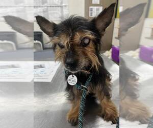 Mutt Dogs for adoption in Forestville, MD, USA