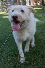wolfhound pyrenees mix