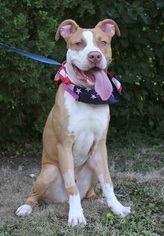 Bullypit Dogs for adoption in Lorain, OH, USA