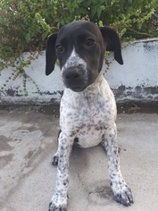 Lab-Pointer Dogs for adoption in Dana Point, CA, USA