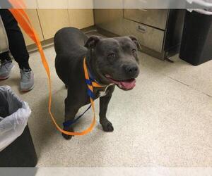 American Pit Bull Terrier Dogs for adoption in Riverside, CA, USA