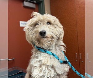 Poodle (Miniature)-Unknown Mix Dogs for adoption in Rancho Cucamonga, CA, USA