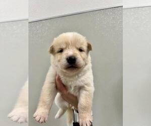 Siberian Husky-Unknown Mix Dogs for adoption in Tracy, CA, USA