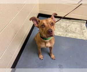 Medium Photo #1 Labrador Retriever-Unknown Mix Puppy For Sale in Denver, CO, USA