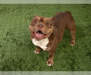 Bulldog Dogs for adoption in Pasadena, CA, USA
