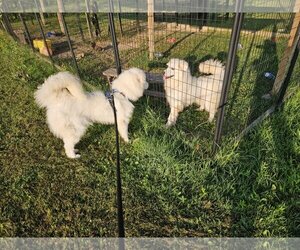 Great Pyrenees Dogs for adoption in Park Falls, WI, USA