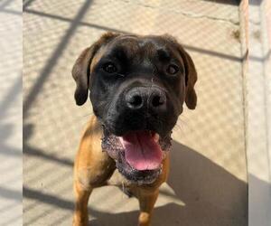 Boxer-Mastiff Mix Dogs for adoption in London, Ontario, Canada