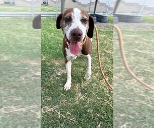 Pointer Dogs for adoption in Corpus Christi, TX, USA