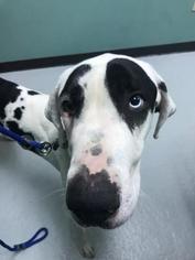 Great Dane Dogs for adoption in Kansas City, MO, USA