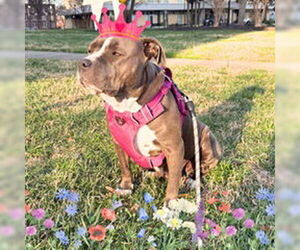 American Pit Bull Terrier Dogs for adoption in Charlotte, NC, USA
