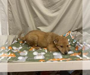 German Shepherd Dog-Unknown Mix Dogs for adoption in Modesto, CA, USA