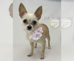 Chihuahua-Unknown Mix Dogs for adoption in Benton, LA, USA
