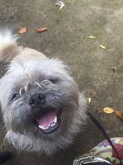 Shih Tzu Dogs for adoption in Plainfield, IL, USA