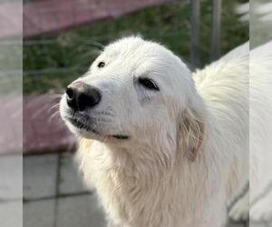 Great Pyrenees-Unknown Mix Dogs for adoption in Yardley, PA, USA