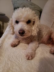 Medium Photo #1 Poodle (Miniature) Puppy For Sale in Long Beach, CA, USA