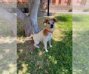Beagle Dogs for adoption in El Cajon, CA, USA