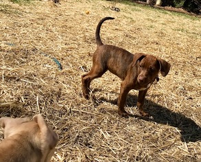 View Ad Pembroke Welsh Corgi Red Heeler Mix Dog For Adoption Near Michigan Livonia Usa Adn 852019