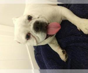 Bulldog Dogs for adoption in CRESCENT CITY, FL, USA