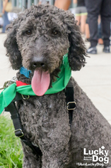 Poodle (Standard) Dogs for adoption in Washington, DC, USA