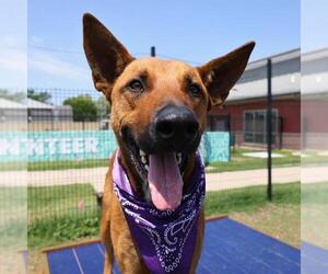 German Shepherd Dog-Unknown Mix Dogs for adoption in San Antonio, TX, USA