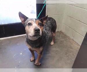 Mutt Dogs for adoption in Tulsa, OK, USA