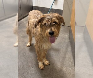 Cairn Terrier-Unknown Mix Dogs for adoption in Forestville, MD, USA
