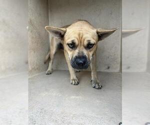 Beagle-Unknown Mix Dogs for adoption in Oklahoma City, OK, USA
