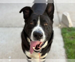 Mastiff-Unknown Mix Dogs for adoption in Tulsa, OK, USA