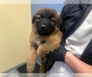 Mutt Dogs for adoption in Orange, CA, USA