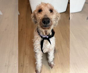 Poodle (Standard)-Unknown Mix Dogs for adoption in Princeton, MN, USA