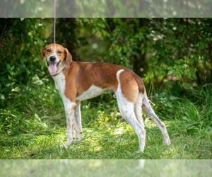 Treeing Walker Coonhound Dogs for adoption in Flora, IL, USA