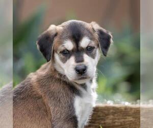 Labrador Retriever-Unknown Mix Dogs for adoption in San Diego, CA, USA