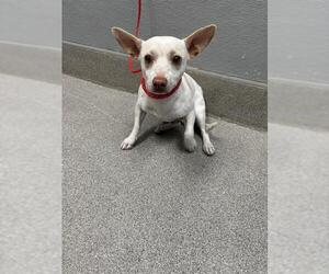 Chihuahua-Unknown Mix Dogs for adoption in Las Vegas, NV, USA