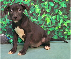 American Pit Bull Terrier-Unknown Mix Dogs for adoption in Wetumpka, AL, USA
