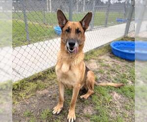 German Shepherd Dog Dogs for adoption in Conroe, TX, USA